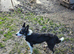 Border collies