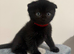 Ragdoll Cross x BSH/Scottish Fold Kitten