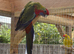 Male rosella