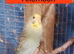 2 pairs of Adult Budgies