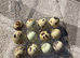 Quail hatching eggs!