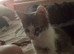 Kitten