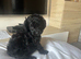 Adorable Cavapoo puppies