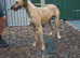 bull greyhound female