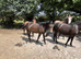 Registered and p/ b geldings