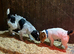 Beautiful Jack Russell Terrier Puppies – Working Parents – Looking for 5 Homes