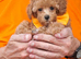 TINY TOY POODLE