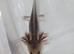 Axolotl jeuveniles