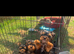 Beautiful Yoshire terrier puppies