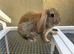 Buck mini lop baby
