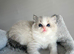 Registered Ragdoll kittens for sale