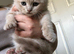 Beautiful Scottish fold (mixbreed) kittens