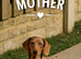 Amazing miniature dachshund for sale 6 months old