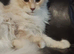 Pure Maine Coon Kittens