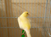 One female canary for sale