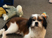 Shih Tzu cross