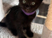 Five beautiful kittens looking for their forever