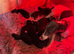 Whippets x Bedlington whippets