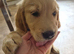 Golden retriever puppy's