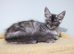 Maine coons kittens