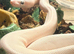 White male Lucy ball 12 months old stunning blue eyes