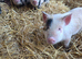 Mini piglets