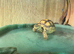 Baby Sulcata Tortoises