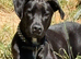 ️ Beautiful 7 Month Old Male Canis Panther Puppy &ndash; Looking For His Perfect Forever Home