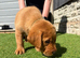 Beautiful Labrador puppies