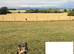 German Sheppard