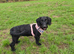 Doxiepoo