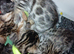 Pure bengal kittens mum & dad owned by us