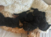 F2 cockapoo puppy&rsquo;s