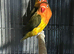 Lovebirds