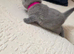 REDUCED!!. BEAUTIFUL BRITISH SHORTHAIR KITTENS FOR SALE