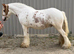 Show quality gelding