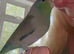 Beautiful Tame Male Parrotlet
