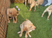 Stunning litter of F1 Goldador puppies
