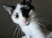 19 month old female cat for rehoming