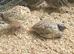 Jumbo Coturnix Quail Males