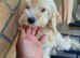 Cockapoo