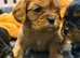 Wonderful litter of kc registered cavalier King Charles