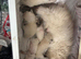6 grey mitted ragdolls