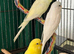 Pair 9 week old baby budgies available home reared