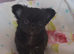 Ready 9th July long coat chihuahua boys
