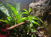Fully Bioactive Dart Frog Vivarium Setup &ndash; 45x45x45 Exo Terra &ndash; Planted & Automated