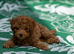 Red Toy Poodle Boy