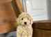 Bluebell wonderful cockapoo now ready to leave us