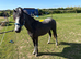 Welsh sec A colt rising 2 *read add*