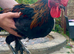 French copper marans rooster